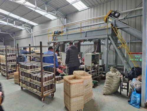 石墙镇韩庄村木耳菌包厂第一书记项目正式开工，网络工程助推乡村振兴